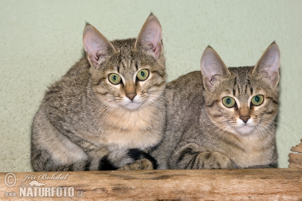 Gordon's Wild Cat (Felis silvestris gordoni)