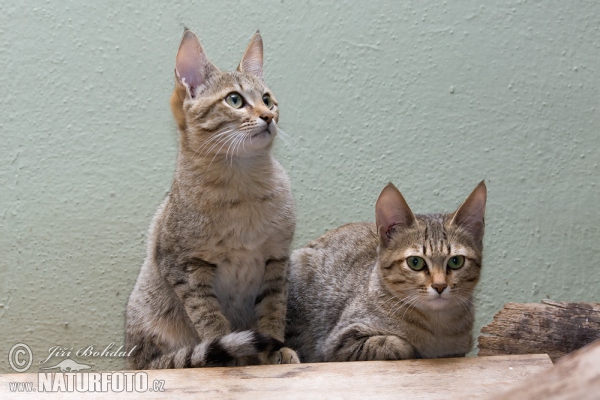 Gordon's Wild Cat (Felis silvestris gordoni)