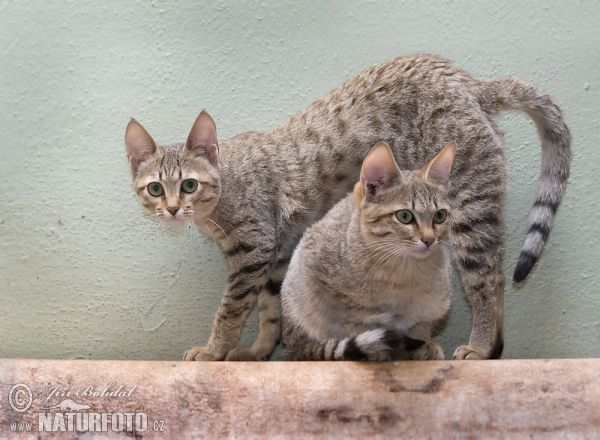 Gordon's Wild Cat (Felis silvestris gordoni)