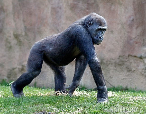 Gorilla occidentale