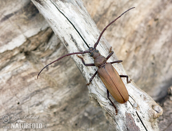 Grain Support Beetle (Megopsis scabricornis)