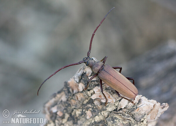 Grain Support Beetle (Megopsis scabricornis)