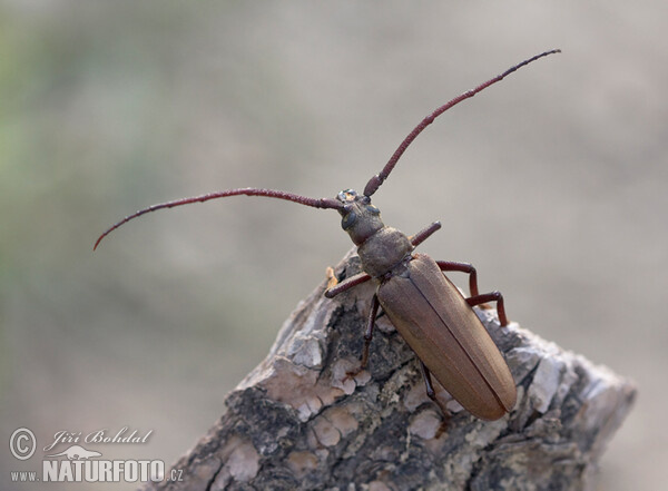 Grain Support Beetle (Megopsis scabricornis)