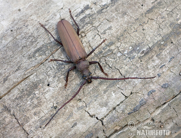 Grain Support Beetle (Megopsis scabricornis)