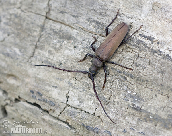 Grain Support Beetle (Megopsis scabricornis)