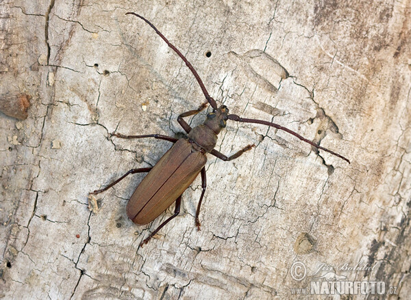 Grain Support Beetle (Megopsis scabricornis)