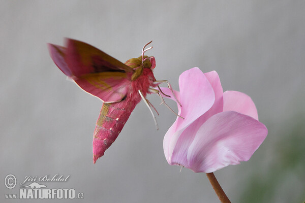 Gran esfinge morada