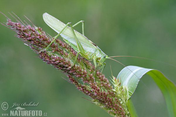 Grande sauterelle verte