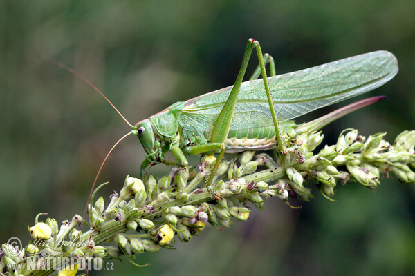 Grande sauterelle verte