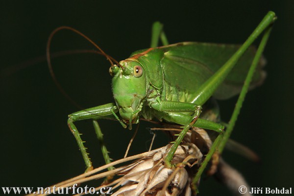 Grande sauterelle verte