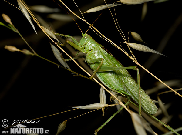 Grande sauterelle verte