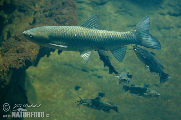 Grass Carp (Ctenopharyngodon idella)