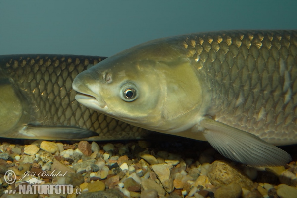 Grass Carp (Ctenopharyngodon idella)