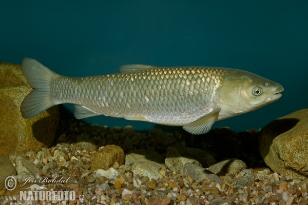 Grass Carp (Ctenopharyngodon idella)