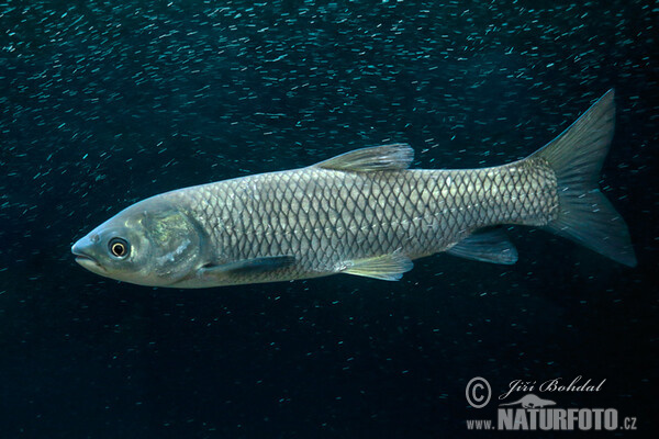 Grass Carp (Ctenopharyngodon idella)