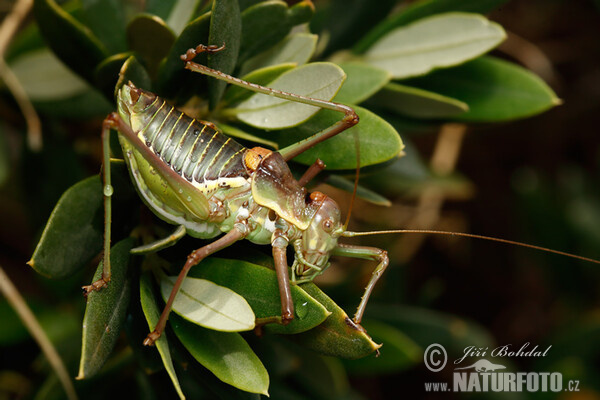 Grass-hopper (Ephippiger sp.)