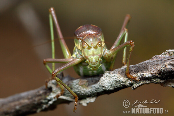 Grass-hopper (Ephippiger sp.)