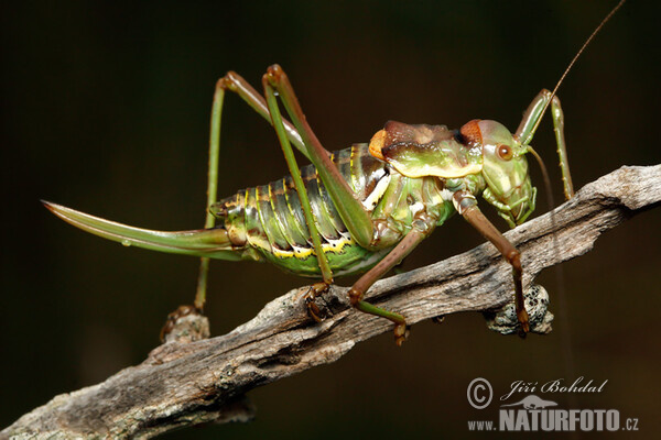 Grass-hopper (Ephippiger sp.)