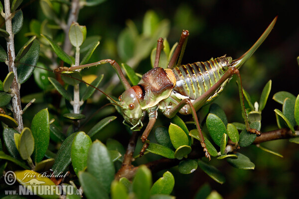 Grass-hopper (Ephippiger sp.)