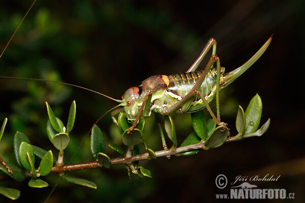 Grass-hopper (Ephippiger sp.)