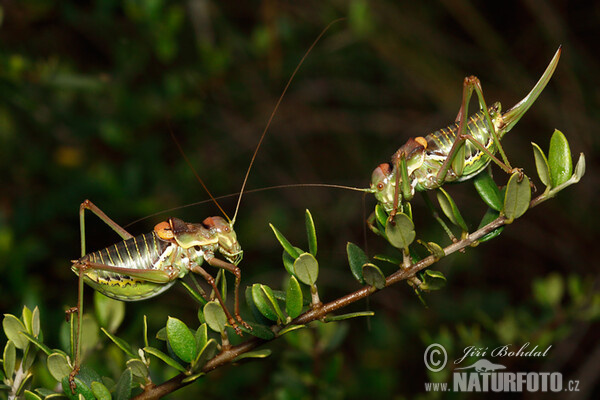 Grass-hopper (Ephippiger sp.)