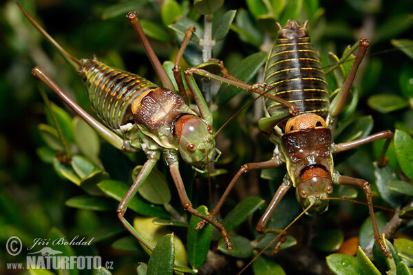 Grass-hopper (Ephippiger sp.)