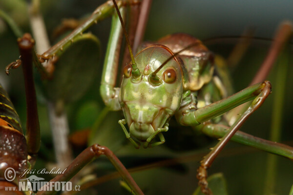 Grass-hopper (Ephippiger sp.)