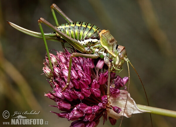 Grass-hopper (Ephippiger sp.)