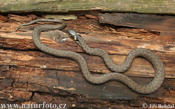 Grass Snake, Ringe Grassnake (Natrix natrix)