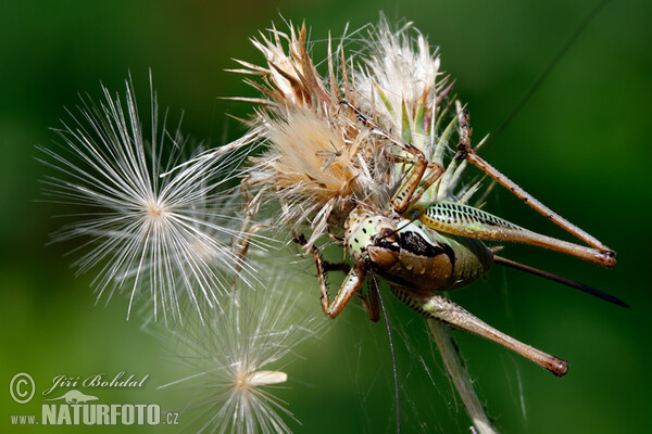 Grasshopper (Eupholidoptera schmidti)