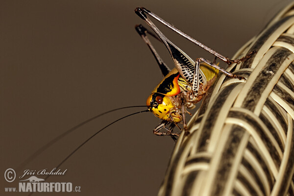 Grasshopper (Eupholidoptera schmidti)