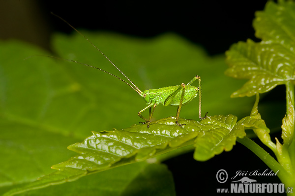 Grasshopper (Barbitistes constrictus)