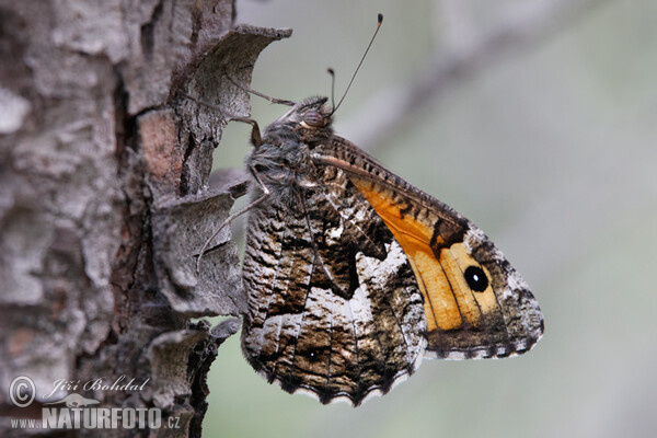 Grayling (Hipparchia)