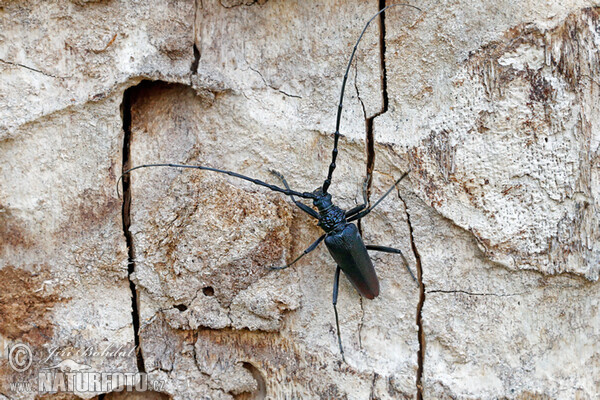 Great Capricorn Beetle (Cerambyx cerdo)