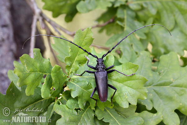 Great Capricorn Beetle (Cerambyx cerdo)