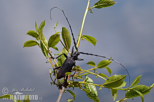 Great Capricorn Beetle (Cerambyx cerdo)