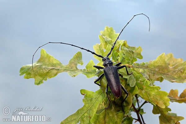 Great Capricorn Beetle (Cerambyx cerdo)