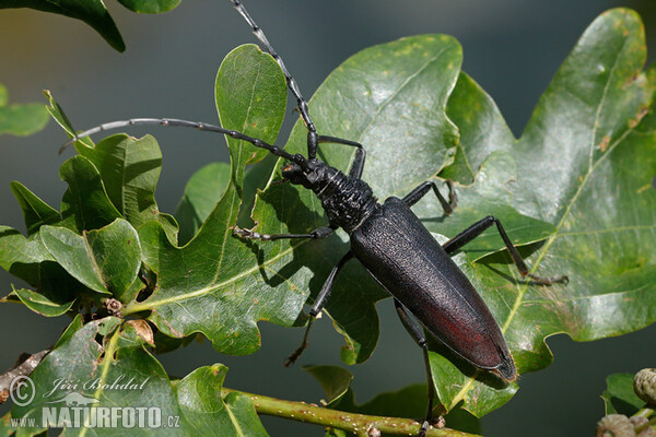 Great Capricorn Beetle (Cerambyx cerdo)