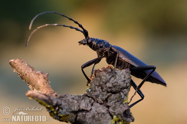 Great Capricorn Beetle (Cerambyx cerdo)