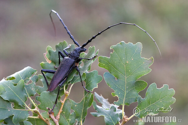 Great Capricorn Beetle (Cerambyx cerdo)