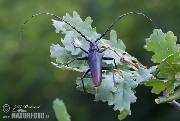 Great Capricorn Beetle (Cerambyx cerdo)