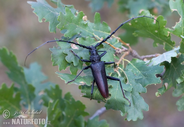 Great Capricorn Beetle (Cerambyx cerdo)