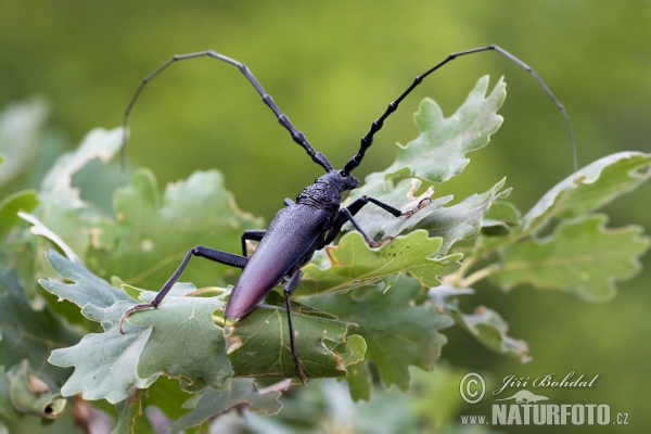 Great Capricorn Beetle (Cerambyx cerdo)