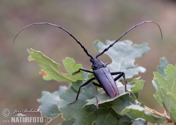 Great Capricorn Beetle (Cerambyx cerdo)