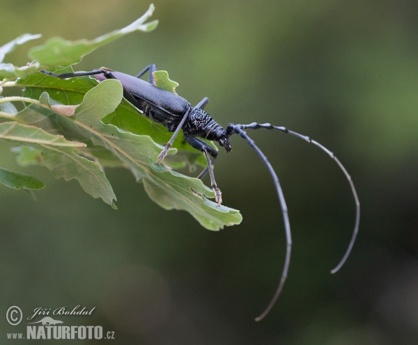 Great Capricorn Beetle (Cerambyx cerdo)