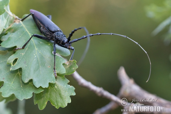 Great Capricorn Beetle (Cerambyx cerdo)