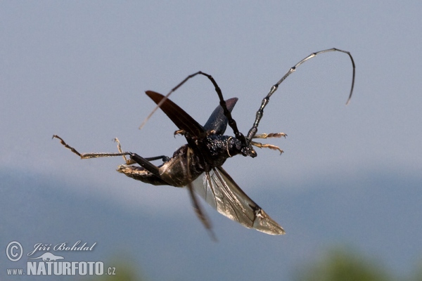 Great Capricorn Beetle (Cerambyx cerdo)