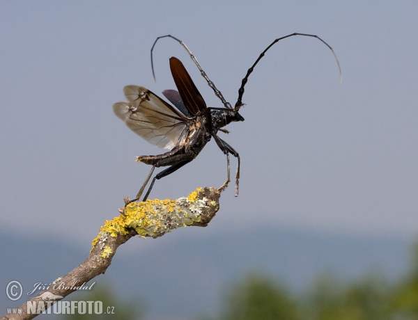 Great Capricorn Beetle (Cerambyx cerdo)