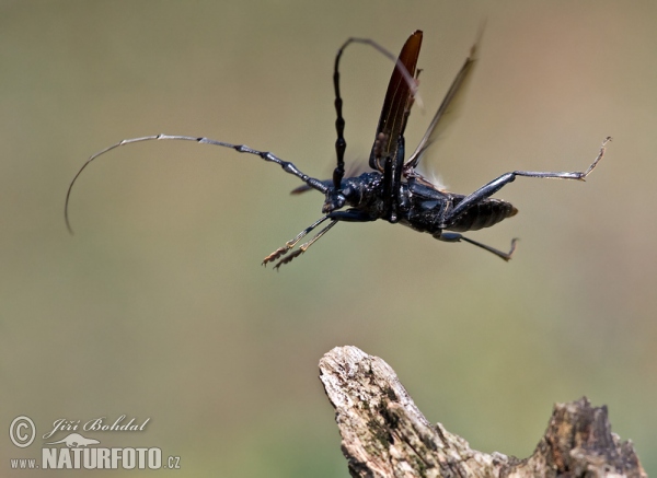 Great Capricorn Beetle (Cerambyx cerdo)