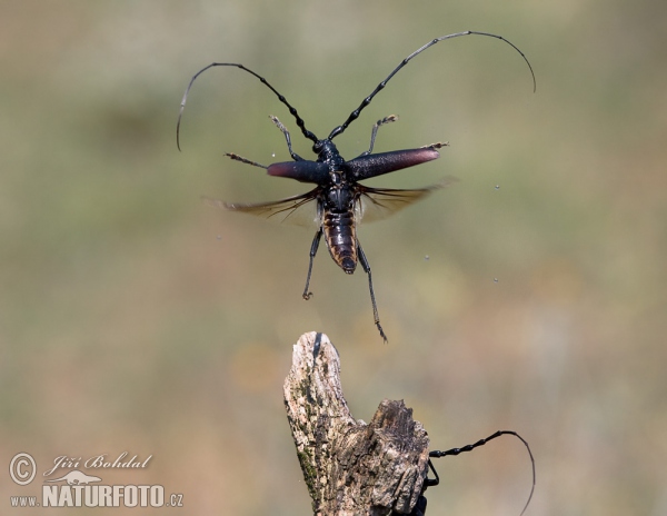 Great Capricorn Beetle (Cerambyx cerdo)